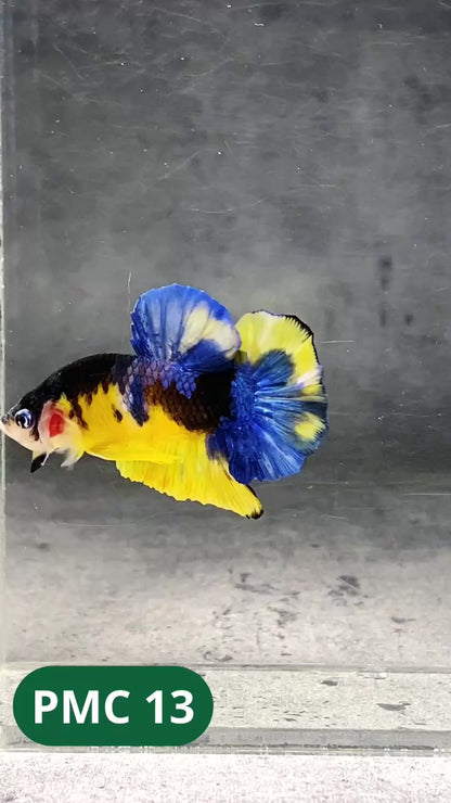 Multicolor Plakat Male Betta Fish |Show Grade|  You Pick Fish