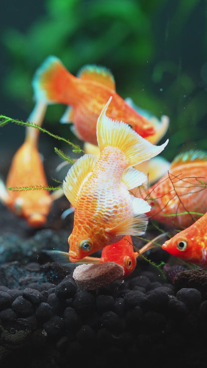Golden Balloon Lyretail Molly Fish