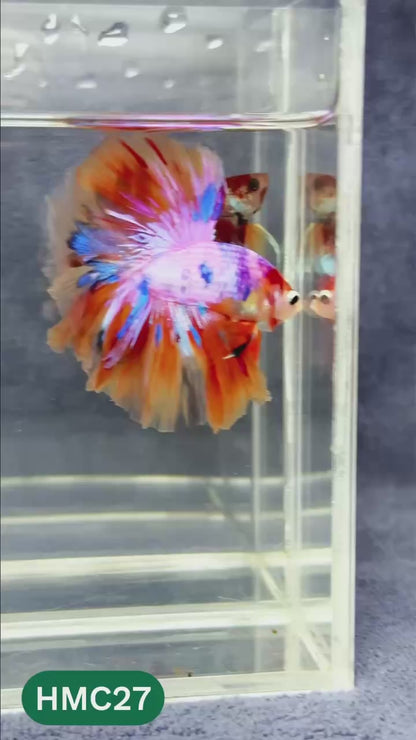 Multicolor Halfmoon Male Betta Fish | Order Directly From Farm | You Pick Fish