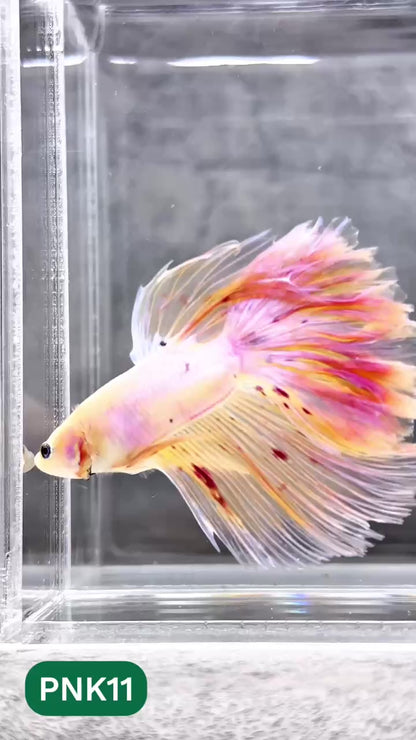 Pink Halfmoon Male Betta Fish | You Pick Fish | Order Directly From Farm