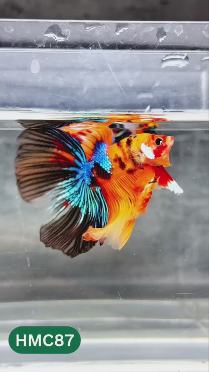 Nemo Halfmoon Male Betta Fish | Order Directly From Farm | You Pick Fish