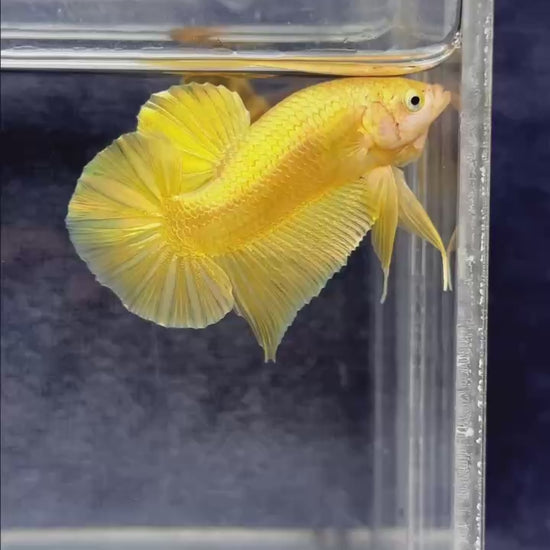 Super Gold Plakat Male Betta Fish