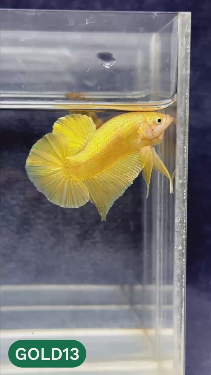 Super Gold Plakat Male Betta Fish