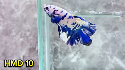 Blue Marble Dot Halfmoon Male Betta Fish | Order Directly From Farm | You Pick Fish