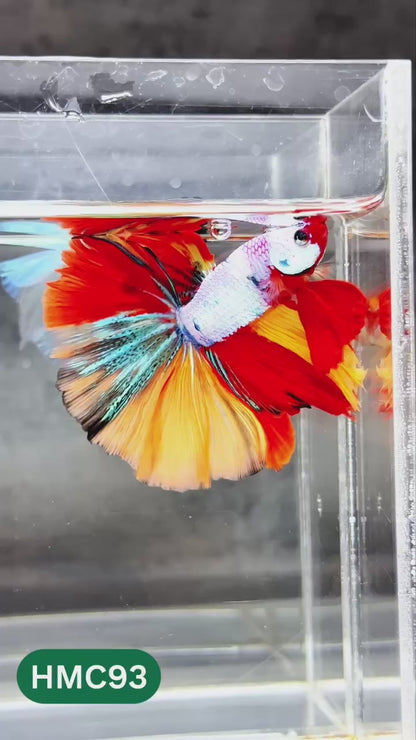 Nemo Halfmoon Male Betta Fish | Order Directly From Farm | You Pick Fish