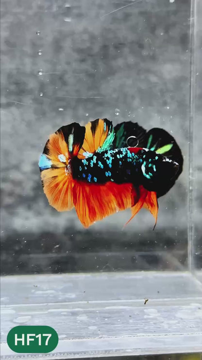 Dark Flame Hellfire Plakat Male Betta Fish | You Pick Fish | Rare Betta