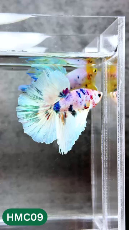 Multicolor Halfmoon Male Betta Fish | High Grade | Order Directly From Farm |  You Pick Fish |