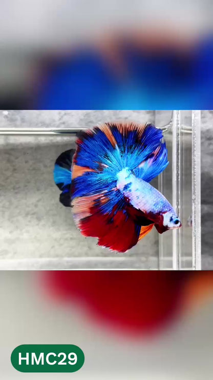 Multicolor Halfmoon Male Betta Fish | High Grade | Order Directly From Farm |  You Pick Fish |