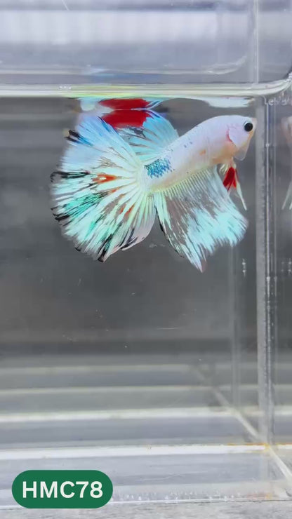 Multicolor Halfmoon Male Betta Fish | Order Directly From Farm | You Pick Fish