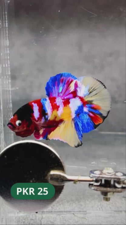 Multicolor Yellow Base Plakat Male Betta Fish | Order Directly From Farm |  You Pick Fish