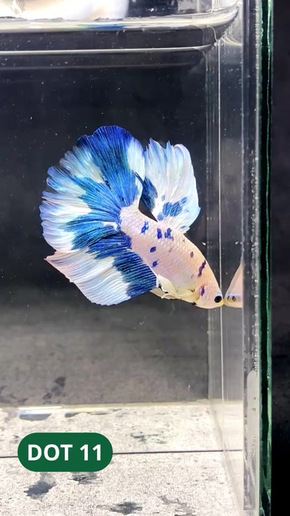 Blue Marble Dot Halfmoon Male Betta Fish | Order Directly From Farm | You Pick Fish