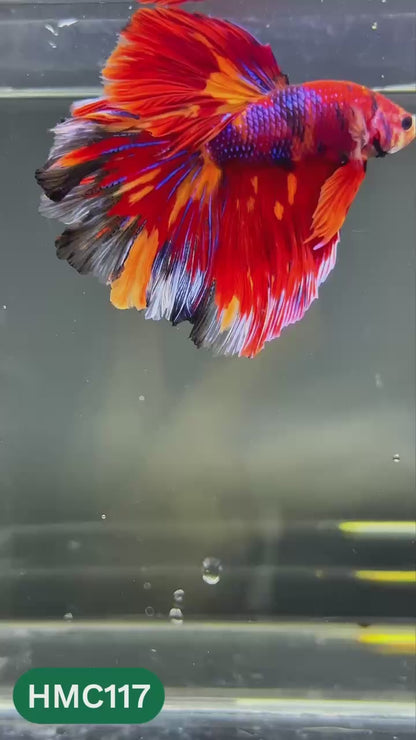 Multicolor Halfmoon Male Betta Fish | Order Directly From Farm | You Pick Fish