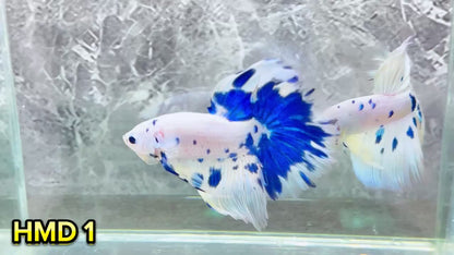 Blue Marble Dot Halfmoon Male Betta Fish | Order Directly From Farm | You Pick Fish