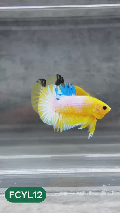 Yellow Fancy Male Betta Fish | Order Directly From Farm | You Pick Fish