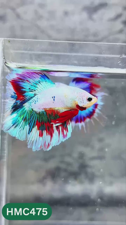 Multicolor Halfmoon Male Betta Fish | High Grade | Order Directly From Farm |  You Pick Fish |