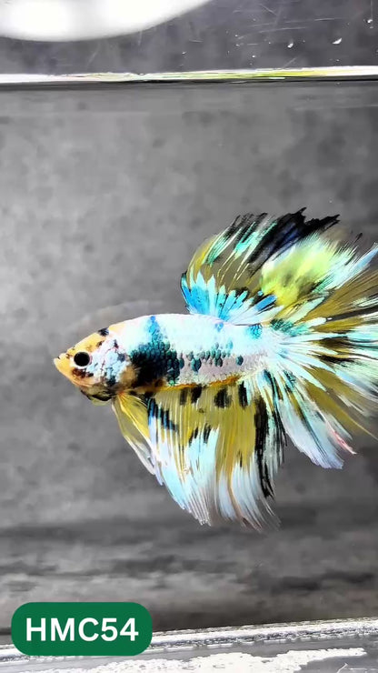 Multicolor Halfmoon Male Betta Fish | Order Directly From Farm | You Pick Fish