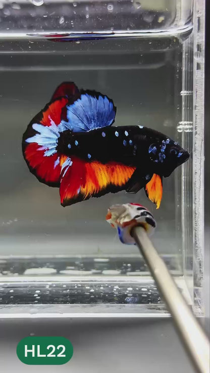 Dark Flame Hellfire Plakat Male Betta Fish | You Pick Fish | Exotic Betta