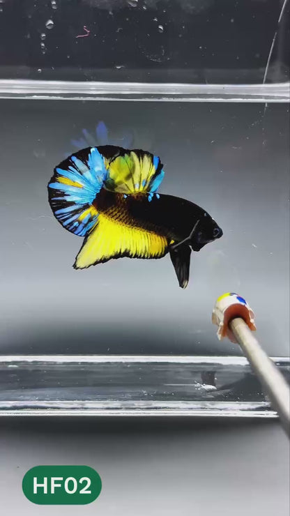 Dark Flame Hellfire Plakat Male Betta Fish | You Pick Fish | Exotic Betta