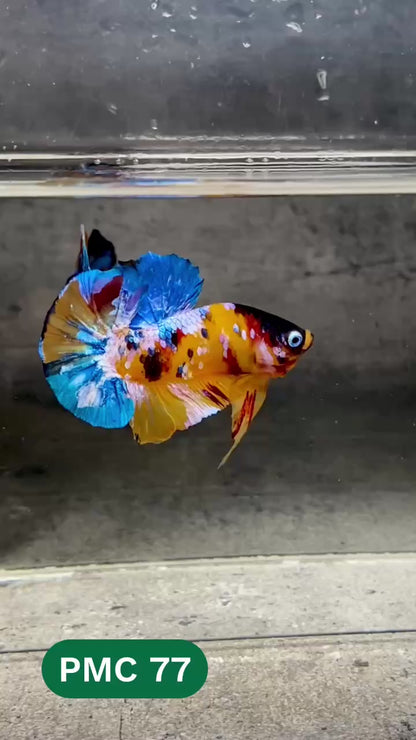 Multicolor Plakat Male Betta Fish |Show Grade|  You Pick Fish