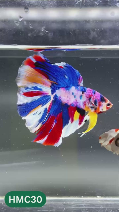 Multicolor Halfmoon Male Betta Fish | High Grade | Order Directly From Farm |  You Pick Fish |