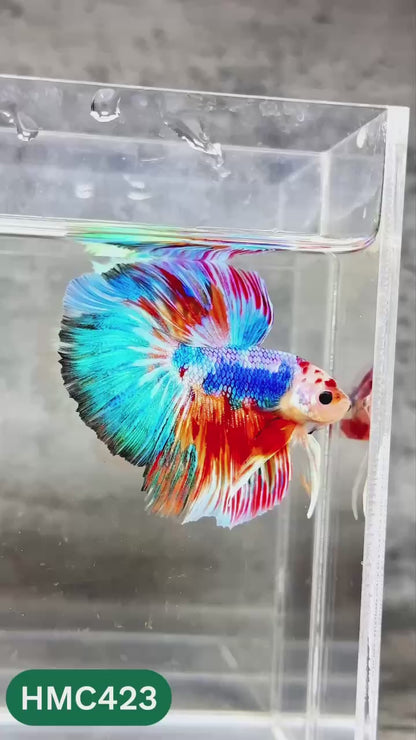 Multicolor Halfmoon Male Betta Fish | Order Directly From Farm | You Pick Fish