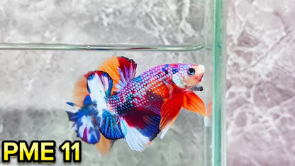 Metallic Plakat Betta Fish | You Pick Betta | Show Grade