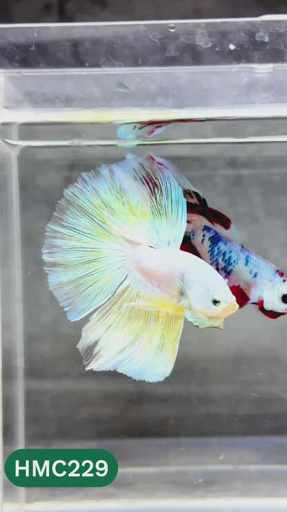Multicolor Halfmoon Male Betta Fish | Order Directly From Farm | You Pick Fish