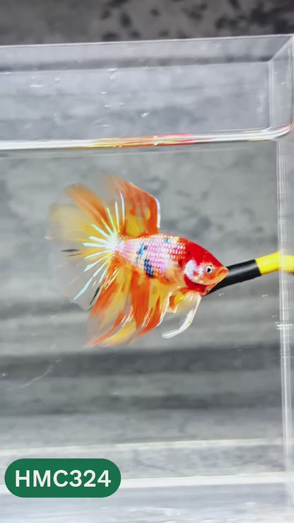 Multicolor Halfmoon Male Betta Fish | High Grade | Order Directly From Farm |  You Pick Fish |