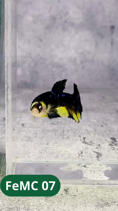 Multicolor Female Betta Fish | You Pick Fish | High Grade