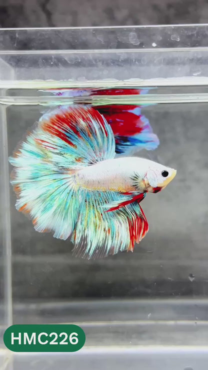 Multicolor Halfmoon Male Betta Fish | Order Directly From Farm | You Pick Fish