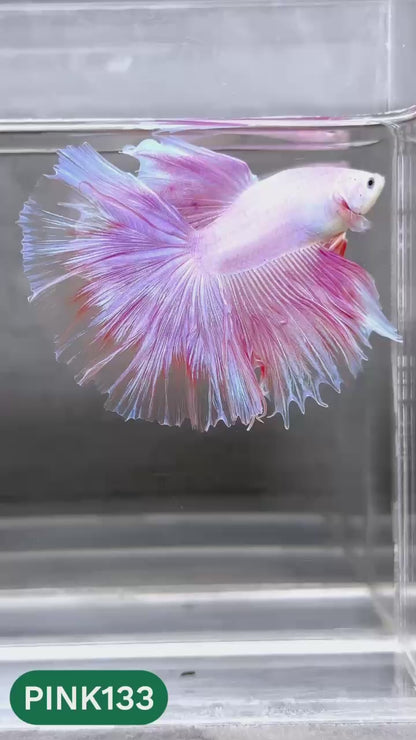 Pink Halfmoon Male Betta Fish | You Pick Fish | Order Directly From Farm