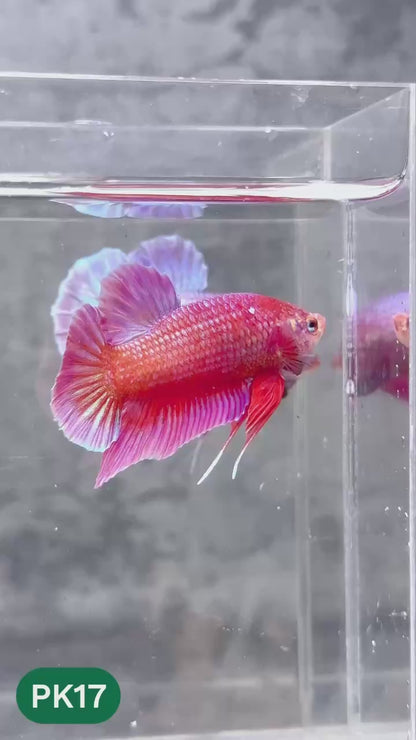 Pink Plakat Male Betta Fish | You Pick Fish | Rare Color