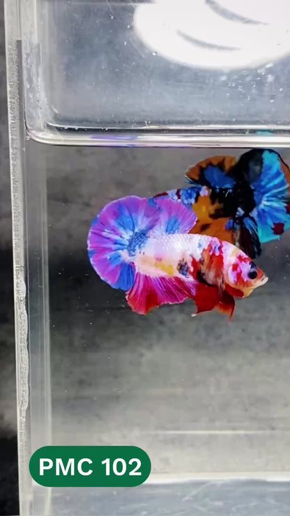 Multicolor Plakat Male Betta Fish |Show Grade|  You Pick Fish