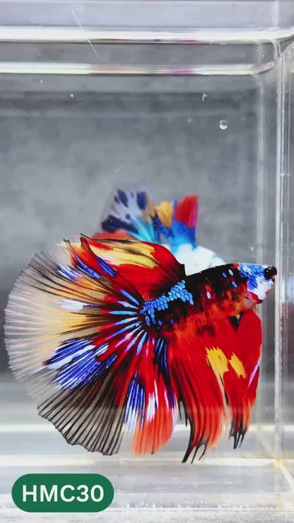Multicolor Halfmoon Male Betta Fish | High Grade | Order Directly From Farm |  You Pick Fish |