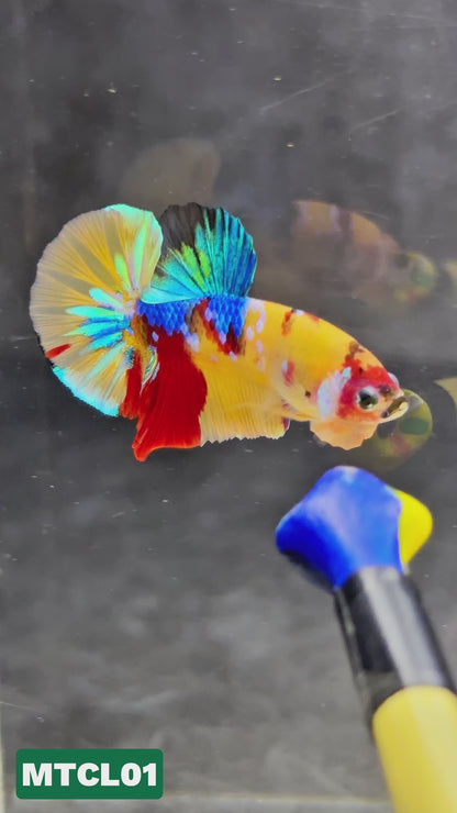 Multicolor Yellow Base Plakat Male Betta Fish | Order Directly From Farm|  You Pick Fish