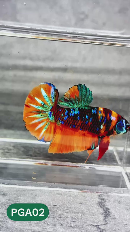 King Giant Plakat Male Betta Fish | You Pick Fish | High Grade