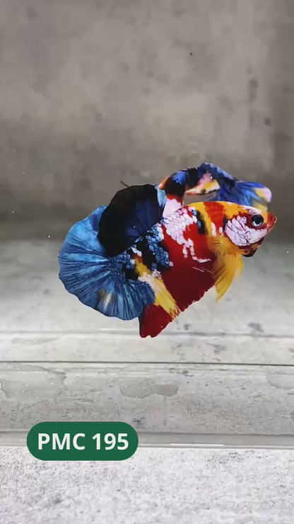Multicolor Plakat Male Betta Fish |Show Grade|  You Pick Fish