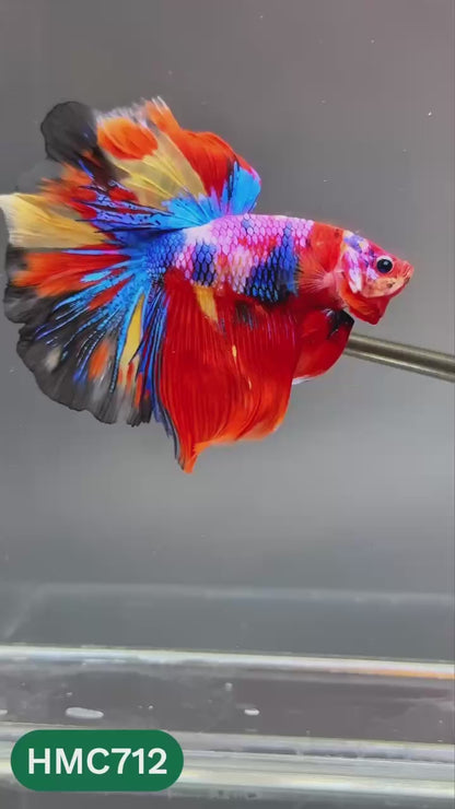 Multicolor Halfmoon Male Betta Fish | High Grade | Order Directly From Farm |  You Pick Fish |