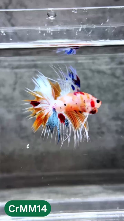 Crowntail Multicolor Male Betta Fish | High Grade | You Pick Fish |