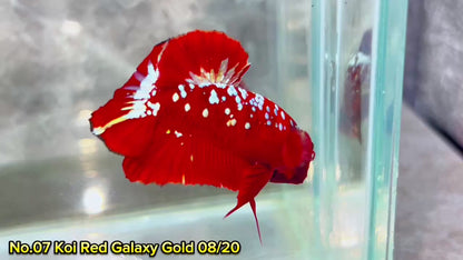 Golden Star Dust Galaxy Plakat Male Betta Fish | Super Rare | You Pick Fish