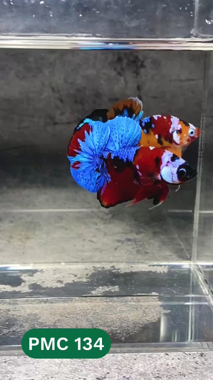 Multicolor Plakat Male Betta Fish |Show Grade|  You Pick Fish