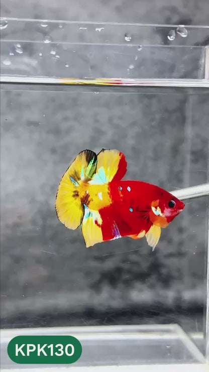 Multicolor Yellow Base Plakat Male Betta Fish | Order Directly From Farm |  You Pick Fish