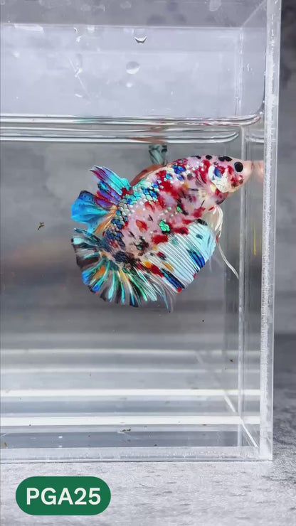 King Giant Plakat Male Betta Fish | You Pick Fish | High Grade