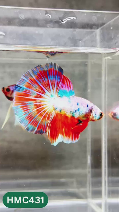 Multicolor Halfmoon Male Betta Fish | Order Directly From Farm | You Pick Fish