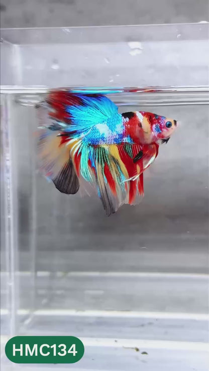 Multicolor Halfmoon Male Betta Fish | High Grade | Order Directly From Farm |  You Pick Fish |