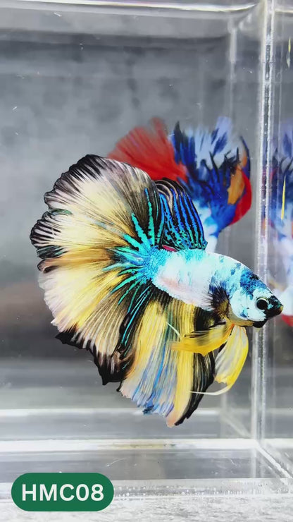 Multicolor Halfmoon Male Betta Fish | High Grade | Order Directly From Farm |  You Pick Fish |