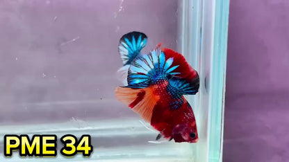 Metallic Plakat Betta Fish | You Pick Betta | Show Grade