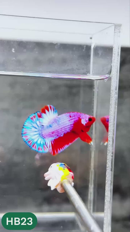 Hellboy Plakat Male Betta Fish | Order Directly From Farm | You Pick Fish