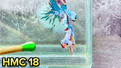 Multicolor Halfmoon Male Betta Fish | High Grade | Order Directly From Farm|  You Pick Fish |