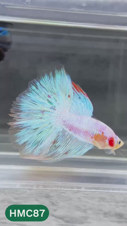 Multicolor Halfmoon Male Betta Fish | Order Directly From Farm | You Pick Fish
